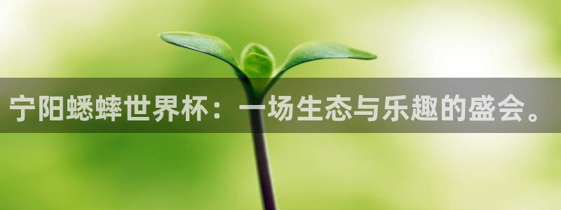2026世界杯亚洲预选赛赛程：宁阳蟋蟀世界杯：一场生态与乐趣的盛会。